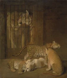 Gruppe von Welpen, gezüchtet zwischen einem Löwen und einer Tigerin